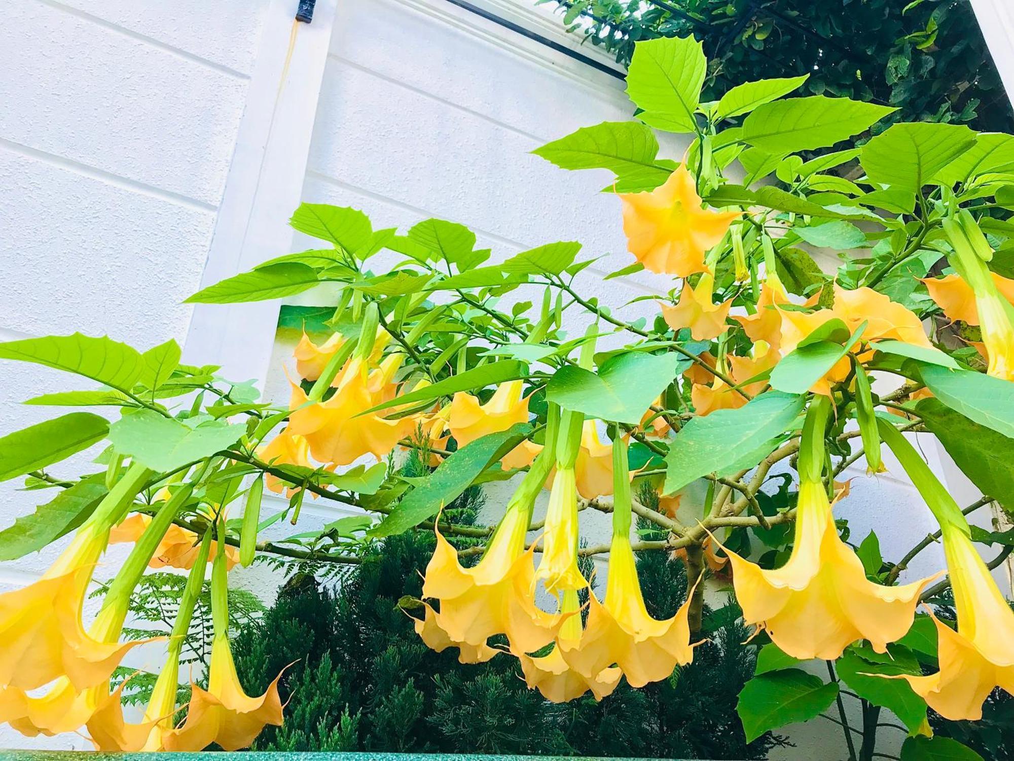 Hotel Hoa NáNg Bao Loc Exteriör bild