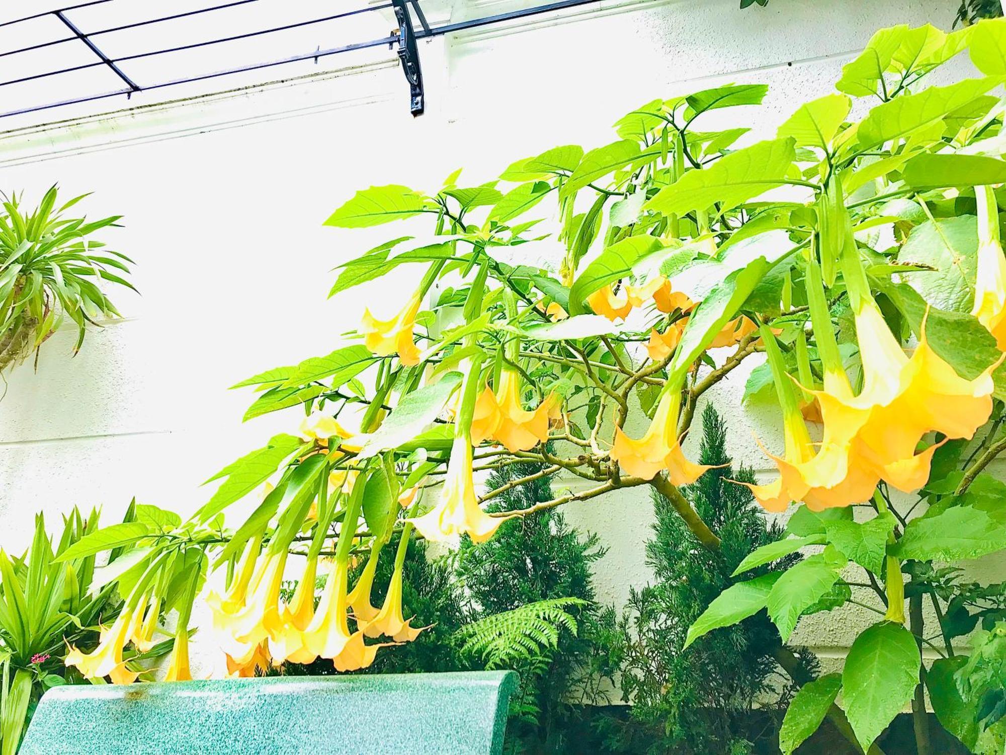 Hotel Hoa NáNg Bao Loc Exteriör bild